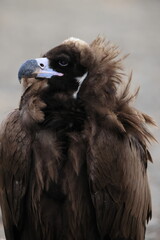 Cinereous vulture(Aegypius monachus) in Japan