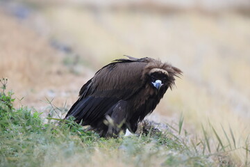 Fototapeta premium Cinereous vulture(Aegypius monachus) in Japan