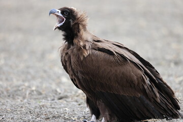 Fototapeta premium Cinereous vulture(Aegypius monachus) in Japan