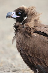 Cinereous vulture(Aegypius monachus) in Japan