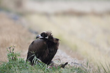 Cinereous vulture(Aegypius monachus) in Japan