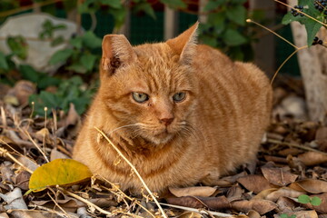 Naklejka na ściany i meble Big ginger cat lies on autumn foliage