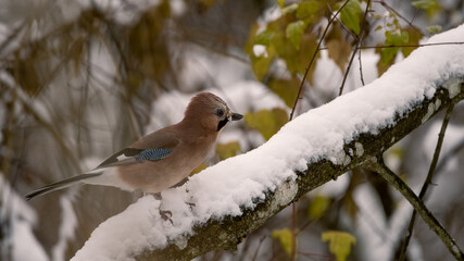 bird, natur, eichelhäher, blau, wild lebende tiere, tier, wild, baum, ast,