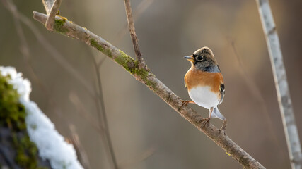 bird, natur, wild lebende tiere, robin, spatz, ast, tier, bird, baum, wild,