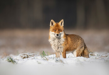 Naklejka na ściany i meble Fox ( Vulpes vulpes ) in winter scenery