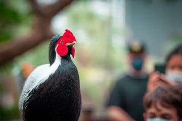 Close up shot of beautiful male Silver Pheasant (Lophura nycthemera)