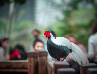Close up shot of beautiful male Silver Pheasant (Lophura nycthemera)