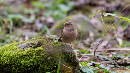 bird, robin, natur, wild lebende tiere, ast, rot, wild, garden, schnabel