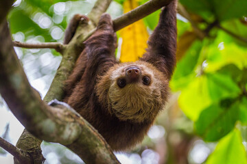 Sloth in a tree Puerto Viejo, Costa Rica.