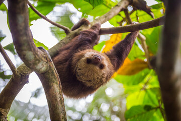 Sloth in a tree Puerto Viejo, Costa Rica.