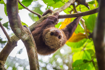 Sloth in a tree Puerto Viejo, Costa Rica.