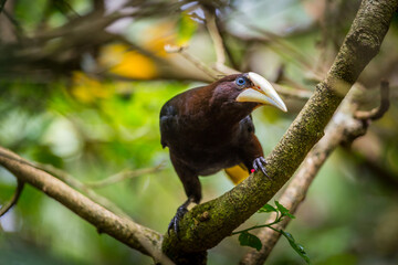 Portrait of Chestnut-headed Oropendola