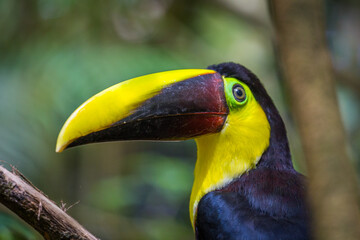 beautiful costa rican chestnut mandibled toucan , manuel antonio