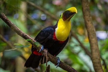 beautiful costa rican chestnut mandibled toucan , manuel antonio