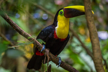 beautiful costa rican chestnut mandibled toucan , manuel antonio