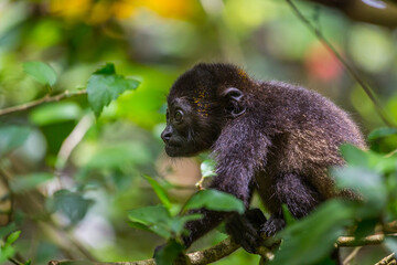 A young howler monkey