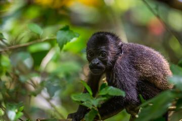 A young howler monkey