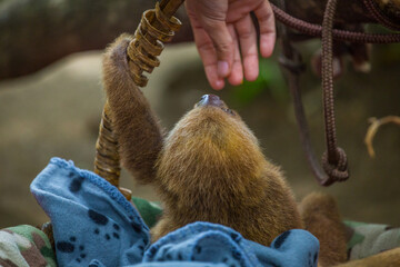 Baby sloths in a rescue center near Puerto Viejo, Costa Rica.
