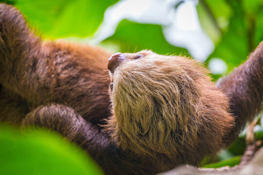 Sloth in a tree Puerto Viejo, Costa Rica.