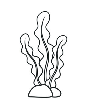 recommend clip art: Underwater seaweed outline vector illustration clipart