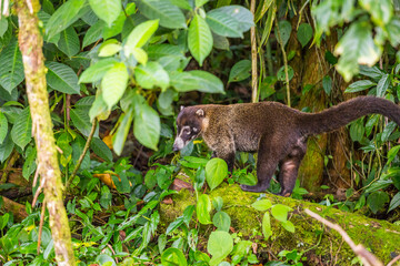 White-nosed Coati, Nasua narica, adult walking, Central Valley, Costa Rica