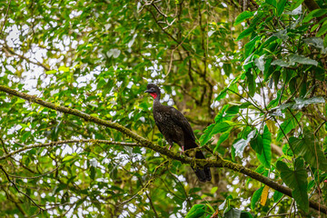 View of a Crested Guan perched on a tree branch in the rain forest of Costa Rica