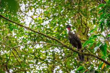 View of a Crested Guan perched on a tree branch in the rain forest of Costa Rica