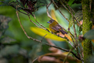 Portrait of Female Passerini's Tanager (Ramphocelus passerini) perched on branch