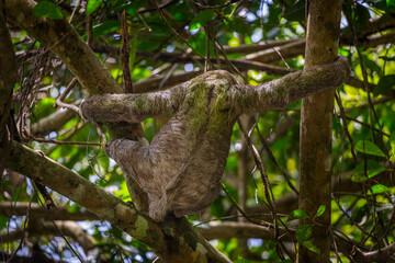 Sloth in a tree Manuel Antonio, Costa Rica.