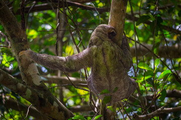 Sloth in a tree Manuel Antonio, Costa Rica.