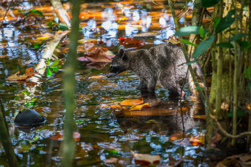 Raccoon in a swamp National Park Manuel Antonio, Costa Rica