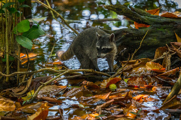 Raccoon in a swamp National Park Manuel Antonio, Costa Rica