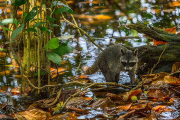Raccoon in a swamp National Park Manuel Antonio, Costa Rica