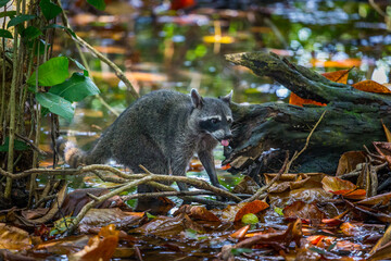 Raccoon in a swamp National Park Manuel Antonio, Costa Rica