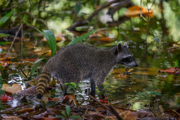 Raccoon in a swamp National Park Manuel Antonio, Costa Rica