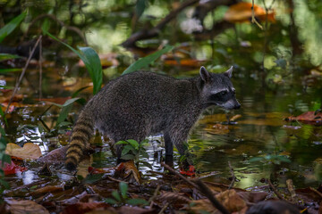 Fototapeta premium Raccoon in a swamp National Park Manuel Antonio, Costa Rica
