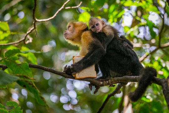 An adult white-faced capuchin monkey in Costa Rica carrying a baby on it's back.