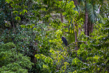 Little blue heron in tree
