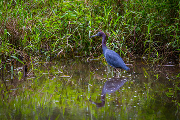 Little blue heron hunting in a swamp