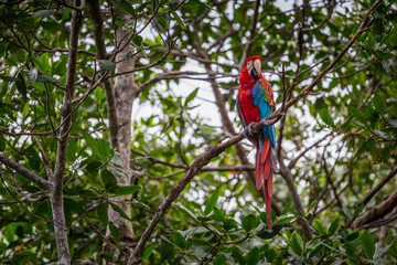 Portrait of colorful Scarlet Macaw parrot against jungle background