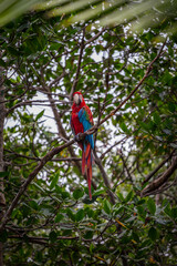 Portrait of colorful Scarlet Macaw parrot against jungle background