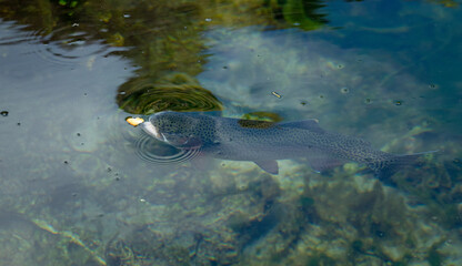 Trucha arcoíris  comiendo
