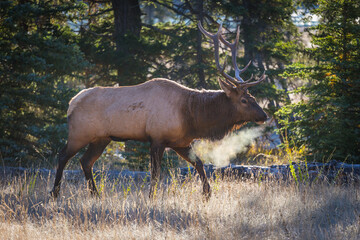 Male Elk with full set of antlers blows frosty breath in early morning light