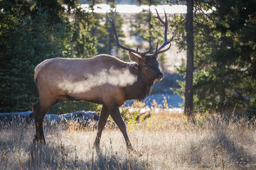 Male Elk with full set of antlers blows frosty breath in early morning light