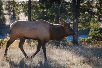 Male Elk with full set of antlers walking through forrest in early morning light