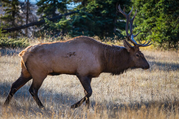 Male Elk with full set of antlers walking through forrest in early morning light