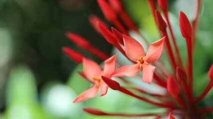 Fototapeta premium photo of Ixora red in a park