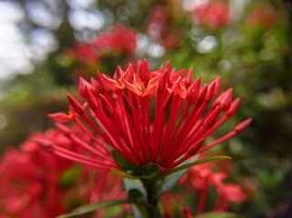 photo of Ixora red in a park