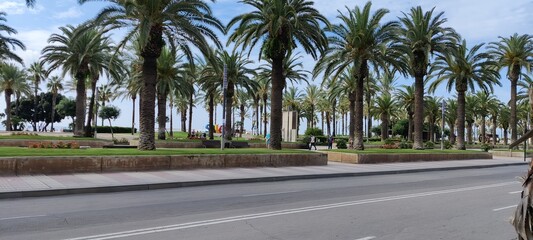 palm trees on the beach