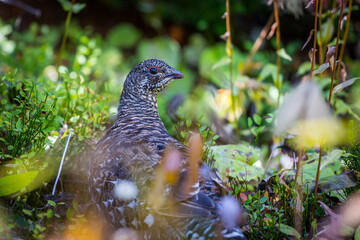 Ptarmigan bird in closeup in the green woods of Canada British Columbia